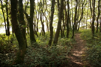 A path passes through trees at Warleigh Point nature reserve