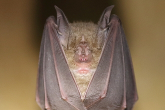 Greater horseshoe bat hanging upside down in a cave