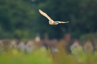 Barn owl flying above some trees and houses