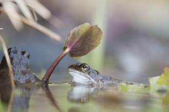 Common frog in garden pond in spring under a leaf