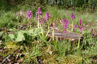 Early purple orchids growing due to woodland management 