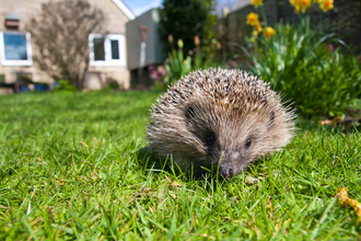 Hedgehog in the grass in garden 