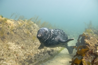 Grey seal swimming through gully