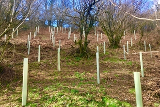 Trees planted on hill
