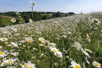 Field of oxeye daisies in park
