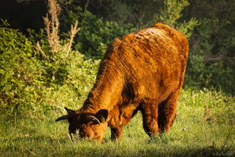 brown cow grazing on a nature reserve