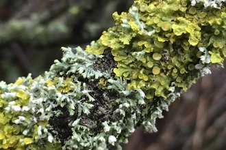 Lichen covered branch 