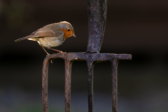 Robin on a garden spade