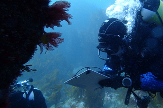 diving surveyor