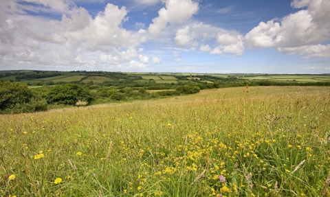 View across Culm wild flower meadow at Volehouse Moor nature reserve