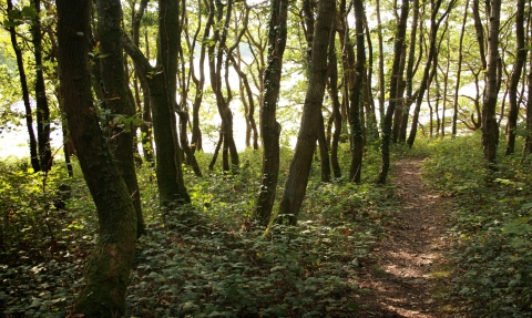 A path passes through trees at Warleigh Point nature reserve