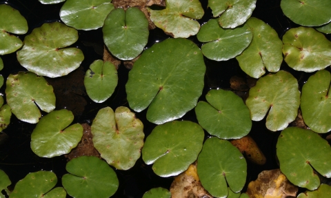 Lily pads at Little Bradley Ponds 