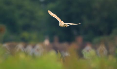 Barn owl flying above some trees and houses