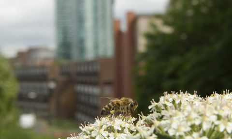 Bee on cow parsley in an urban area