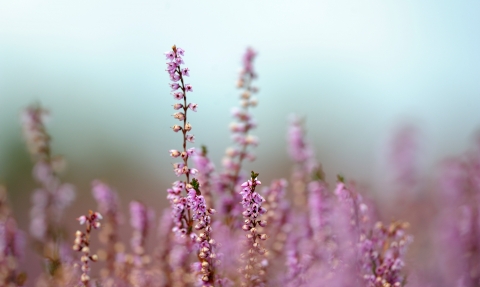 Purple heather (common heather or ling)