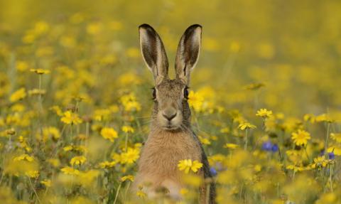 Brown hare in a field of corn marigolds