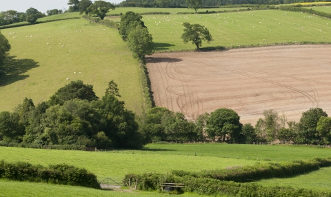 Fields on a farm