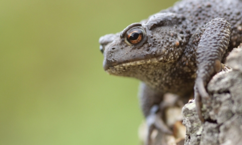 Common Toad Wildnet