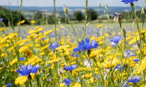 Cornflowers at a wildflower meadow at Ludwell Valley Park