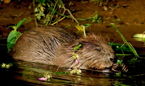 Male beaver chewing leaves in shallow water next to bank of River Otter