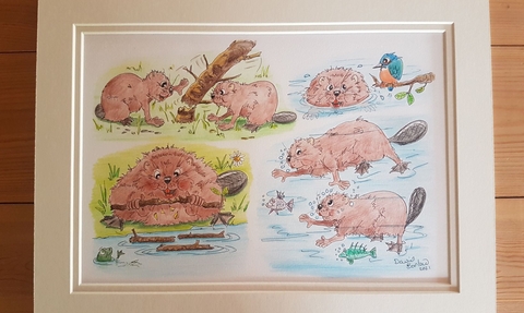 Five drawings of beavers by wildlife artist David Barlow