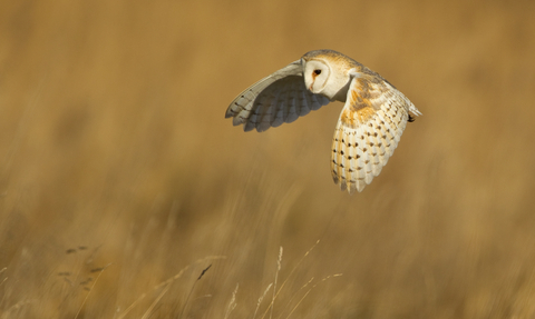 Barn Owl - Danny Green/2020VISION