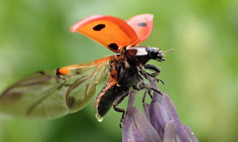 Ladybird spreading its wings
