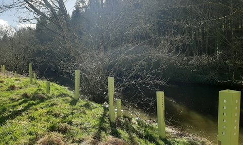 Tree guards next to river Torridge