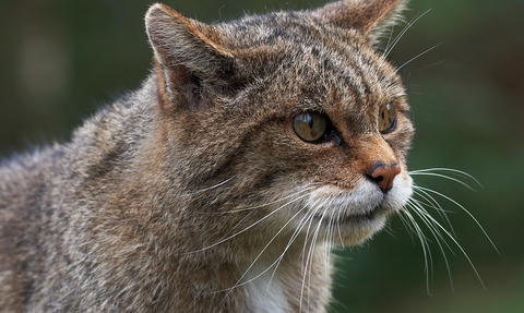Side view of wild cat
