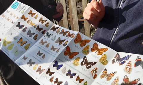 A butterfly ID sheet