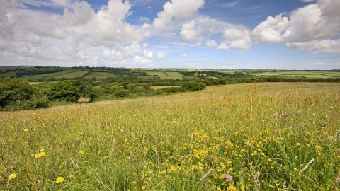 View across Culm wild flower meadow at Volehouse Moor nature reserve