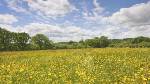 Buttercups growing at Meshaw nature reserve