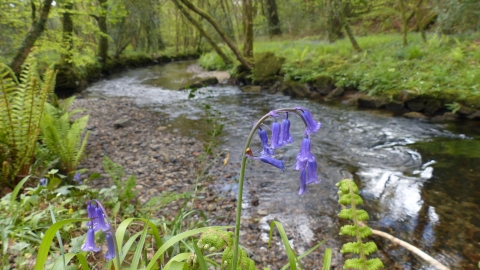 River through New England Wood with bluebells