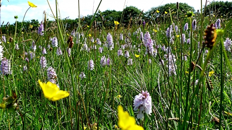 A field of grasses, buttercups and orchids at Stowford Moor 