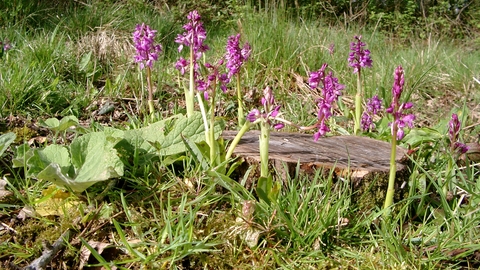 Early purple orchids growing due to woodland management 