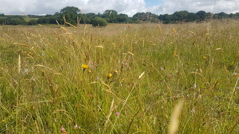 Wildflower meadow on Speccott Moor