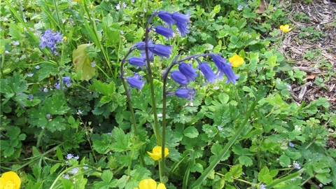 Bluebell, buttercups and other spring flowers at Cairn Nature Reserve
