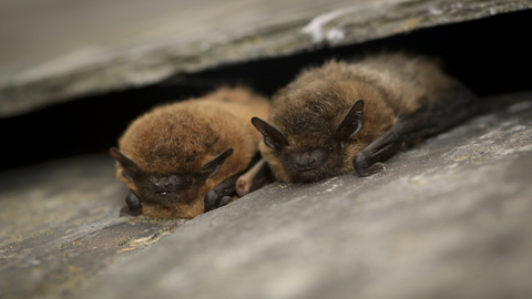 2 common pipistrelle bats 