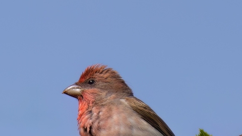 A male common rosefinch perched on a thin tree branch. It's a chunky bird with a red wash to the face and breast