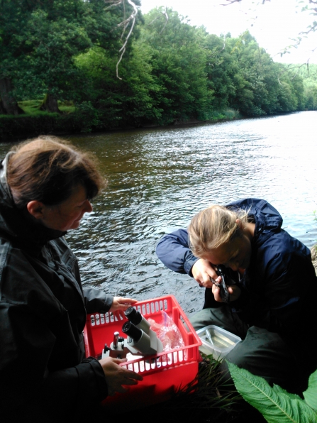 Surveying freshwater pearl mussels by the river