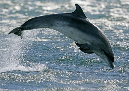 Bottlenose dolphin jumping from the water