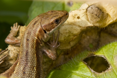 Brown lizard poses on a green leaf