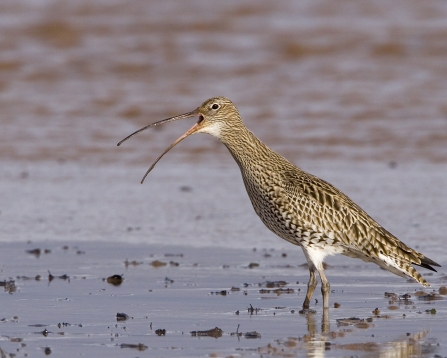 Curlew in wet sand