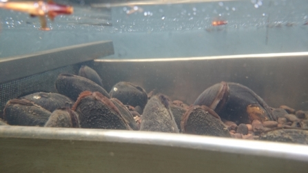 Freshwater pearl mussels in tank 