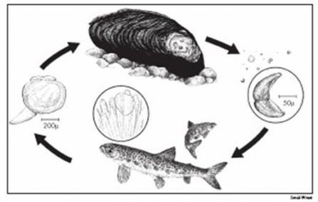 Freshwater pearl mussel lifecycle diagram
