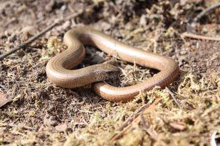 Slow worm curled up at Clayhidon Turbary