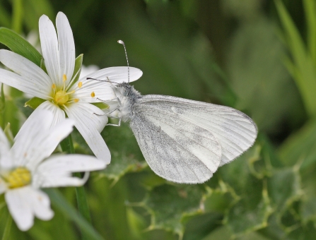 Wood white butterfly on a stitchwort flower at Ash Moor