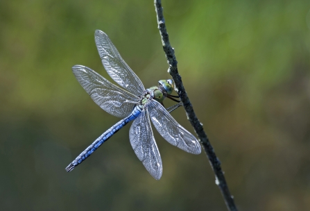 Blue dragonfly clings to a stick