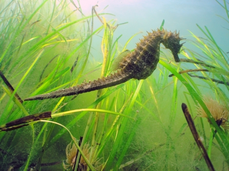 Seahorse swimming through seagrass