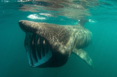 Basking shark in the ocean